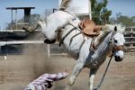 horse kicks man